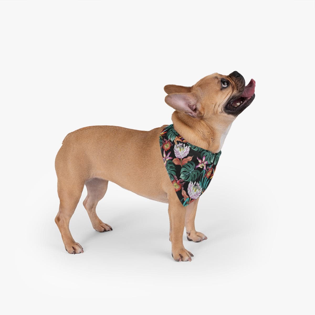 Island Escape Black Pet Bandana