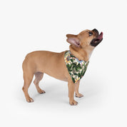 Floral Passion - Pet Bandana - 